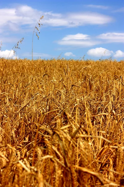 Weizenfeld und blauer Himmel — Stockfoto