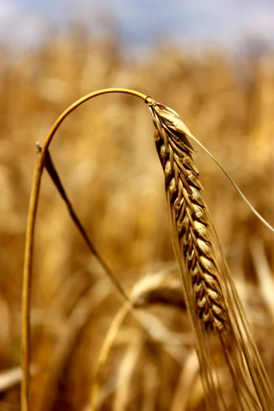 Ripe spikelet of wheat. — Stock Photo, Image