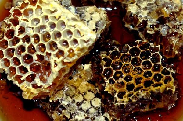Honung, honeycomb Royaltyfria Stockbilder