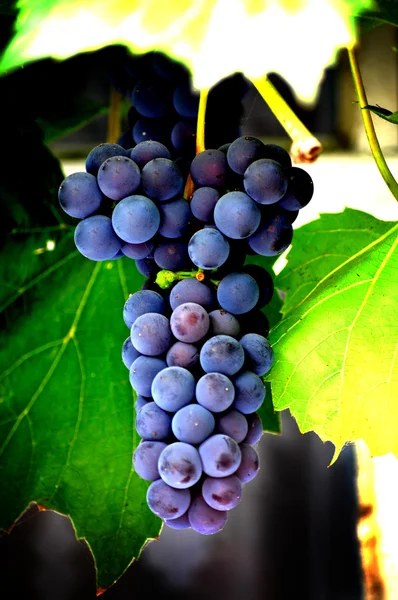 葡萄、 葡萄和葡萄园. 图库图片