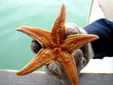 Sea-star clipart