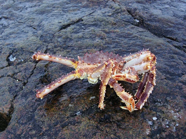 Crabe . — Photo