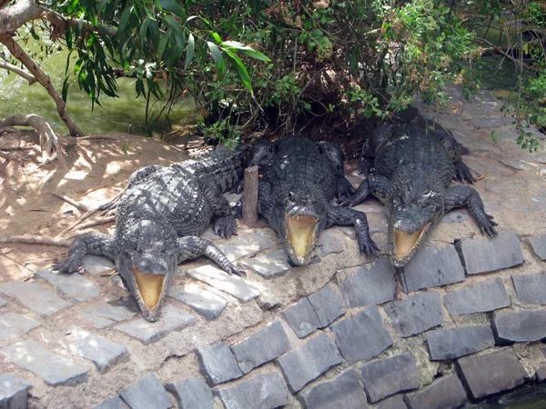 Crocodils — ストック写真