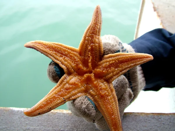 Havet-stjärna Royaltyfria Stockfoton