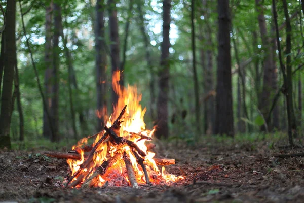 Ormanda şenlik ateşi. — Stok fotoğraf