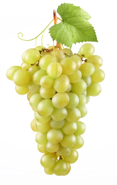 Grappe de raisins mûrs sur fond blanc — Photo
