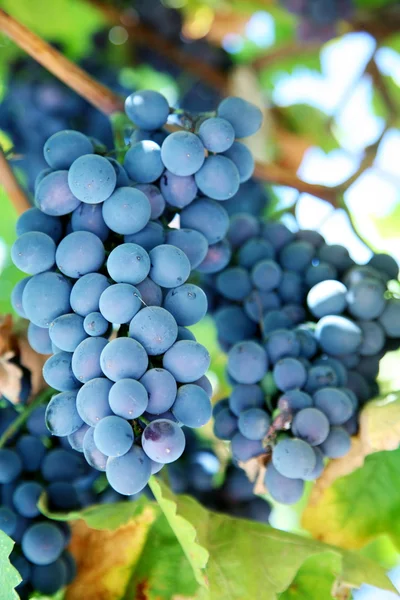 串在葡萄园中的蓝色葡萄 — 图库照片