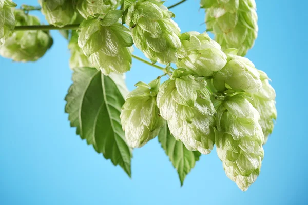 Branch of hops on a blue background — Stock Photo, Image