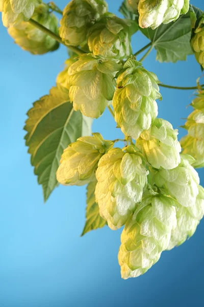 Branch of hops on a blue background — Stock Photo, Image
