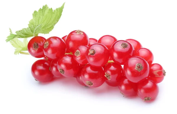 Bunch of red currants on a white background — Stock Photo, Image