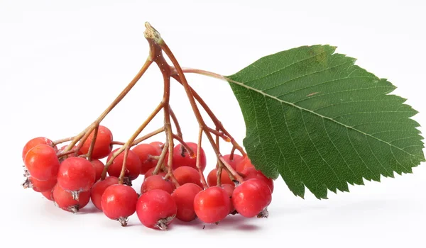 Cluster of rowan berries on a white background. — Stock Photo, Image