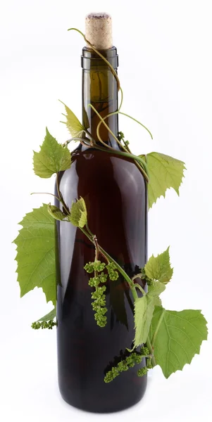 Fles wijn op de wijnstok op een witte achtergrond — Stockfoto