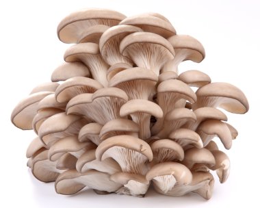 Oyster mushrooms on a white background clipart