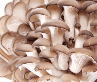 Oyster mushrooms clipart