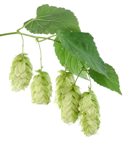 Branch of hops on a white background — Stock Photo, Image