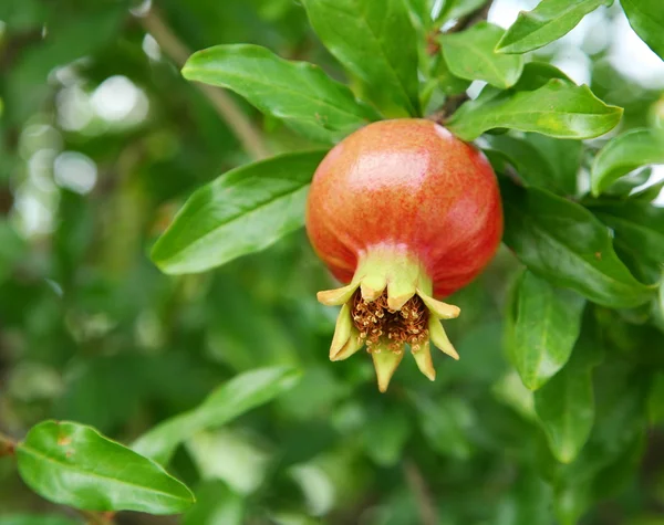 Pomegranate branch. — Stock Photo, Image