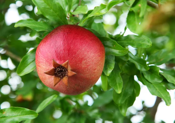 Ripe pomegranate on the branch. — Stock Photo, Image
