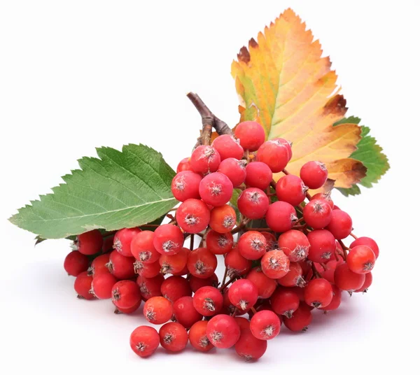 Cluster of rowan berries on a white background. — Stock Photo, Image