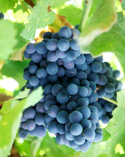 Bunch of blue grapes in a vineyard — Stock Photo, Image
