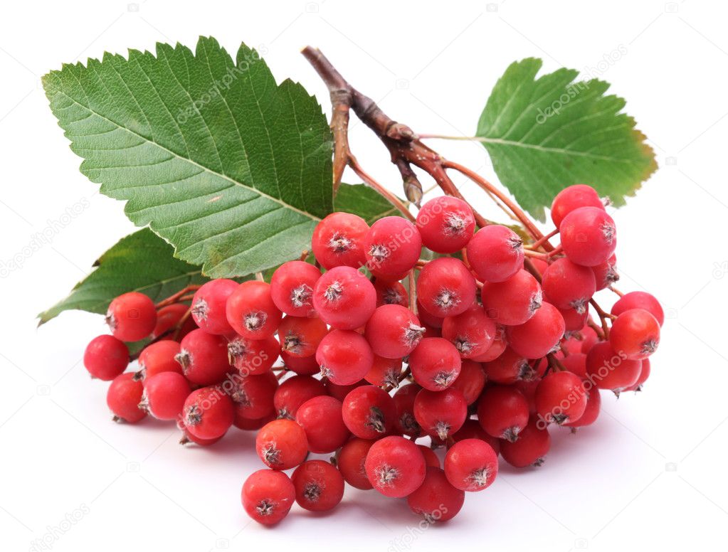 Cluster of rowan berries on a white background.