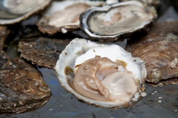 Verse oesters zijn neergelegd op het ijs. — Stockfoto