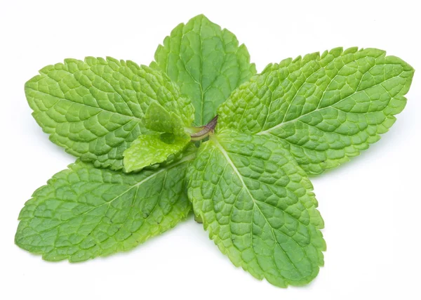 Mint leaves on a white background — Stock Photo, Image