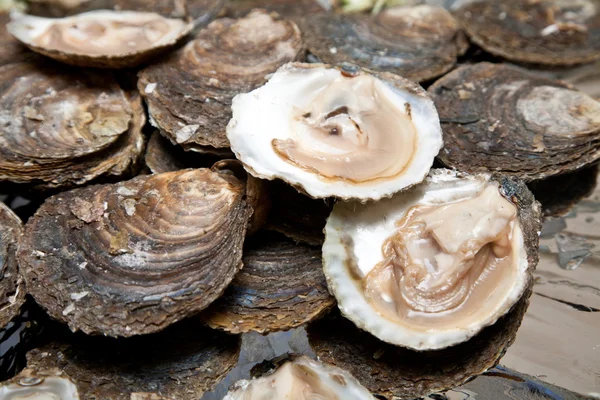Frische Austern Liegen Auf Dem Eis — Stockfoto