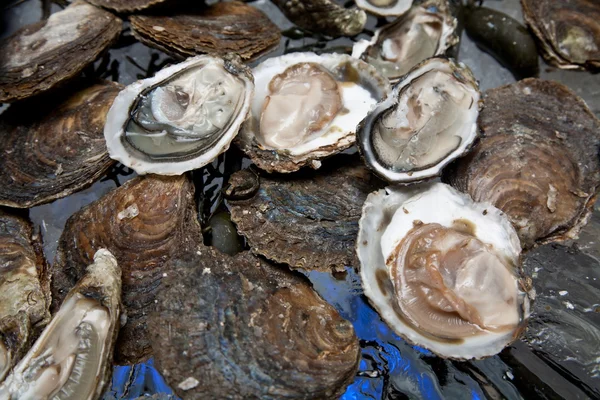 Fresh oysters are laid out on the ice. — Stock Photo, Image