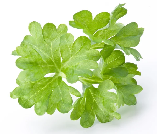 Bunch of parsley on a white background — Stock Photo, Image