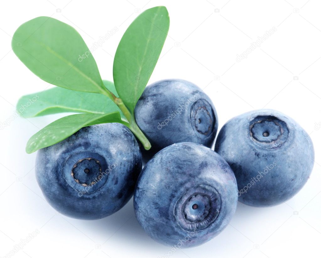 Four blueberries on a white background.