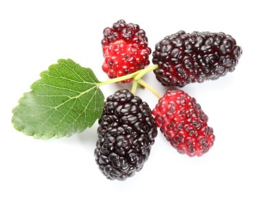 Ripe mulberries. clipart