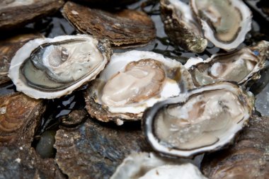 Fresh oysters are laid out on the ice. clipart