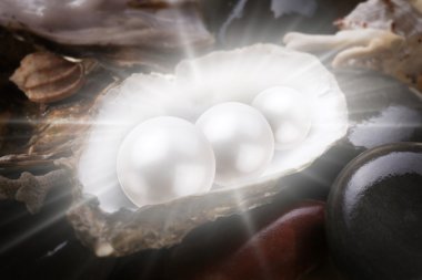 Image of three pearls in the shell on wet pebbles. clipart