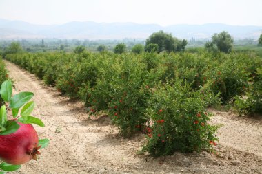 Plantation of pomegranate trees in Turkey. clipart