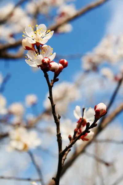 Meruňkový květ proti obloze. — Stock fotografie