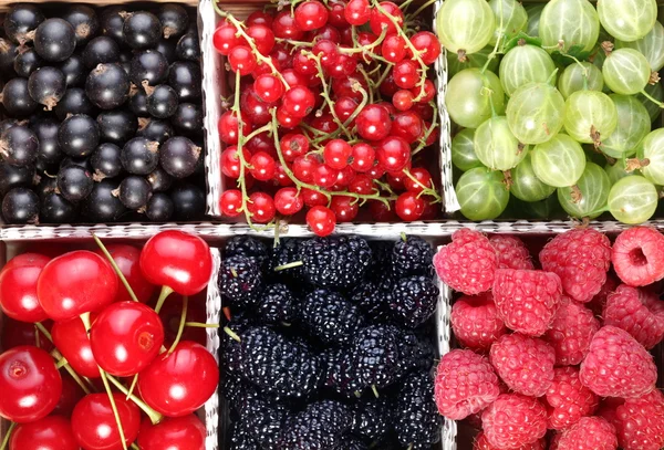 stock image Clourful berries