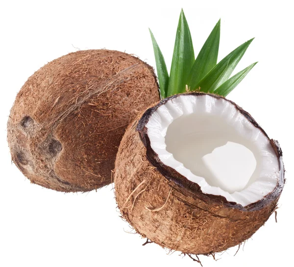 Качественные фотографии кокосов на белом фоне . — стоковое фото