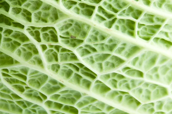 Текстурный лист капусты — стоковое фото