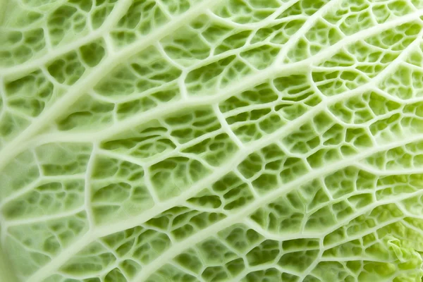 Текстурный лист капусты — стоковое фото