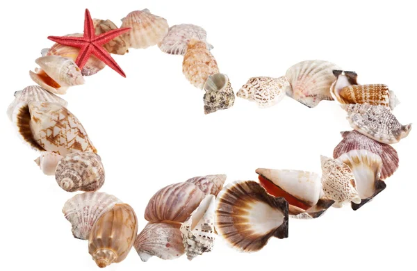 Shells in a shape of valentine's heart on a white — Stock Photo, Image