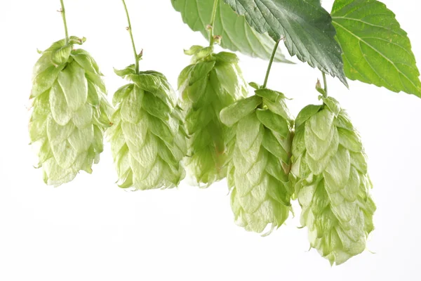 Branch of hops on a white background — Stock Photo, Image