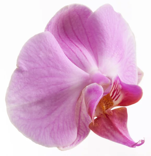 Orkide çiçek fotoğrafı. Beyaz bir arka plan üzerinde izole. — Stok fotoğraf