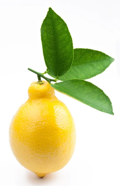 Laadukas valokuva kypsä sitruunat valkoisella taustalla — kuvapankkivalokuva