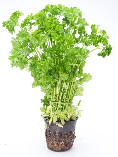 Bunch of parsley on a white background — Stock Photo, Image