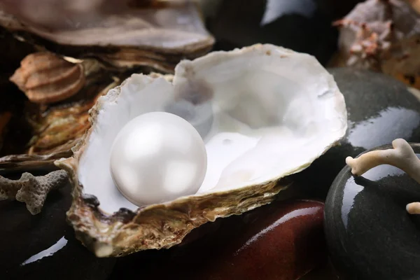 Imagen de una perla blanca en la concha sobre guijarros húmedos . — Foto de Stock