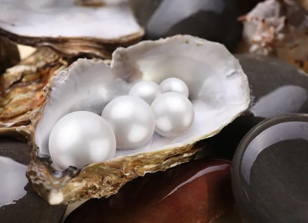 Afbeelding placer parels in een shell op de natte keien. — Stockfoto