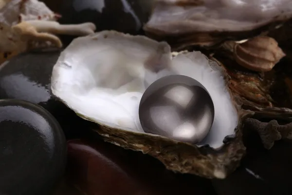 Bilden av en svart pärla i ett skal på en vit bakgrund. — Stockfoto