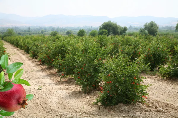 Plantage von Granatapfelbäumen in der Türkei. — Stockfoto