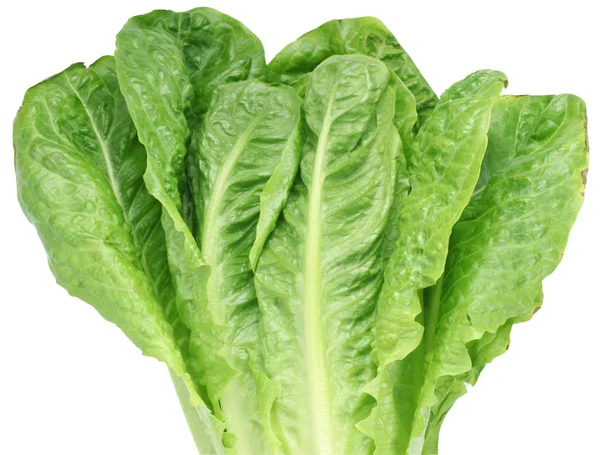 Bild von Salat auf weißem Hintergrund. die Datei enthält einen Pfad — Stockfoto