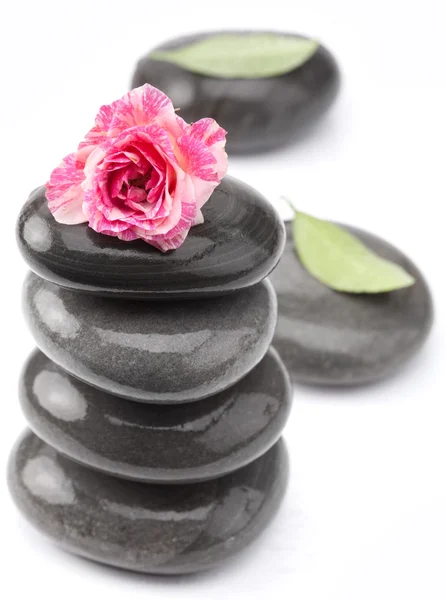 Wellness-Steine mit Rosenblüte auf weißem Hintergrund. — Stockfoto